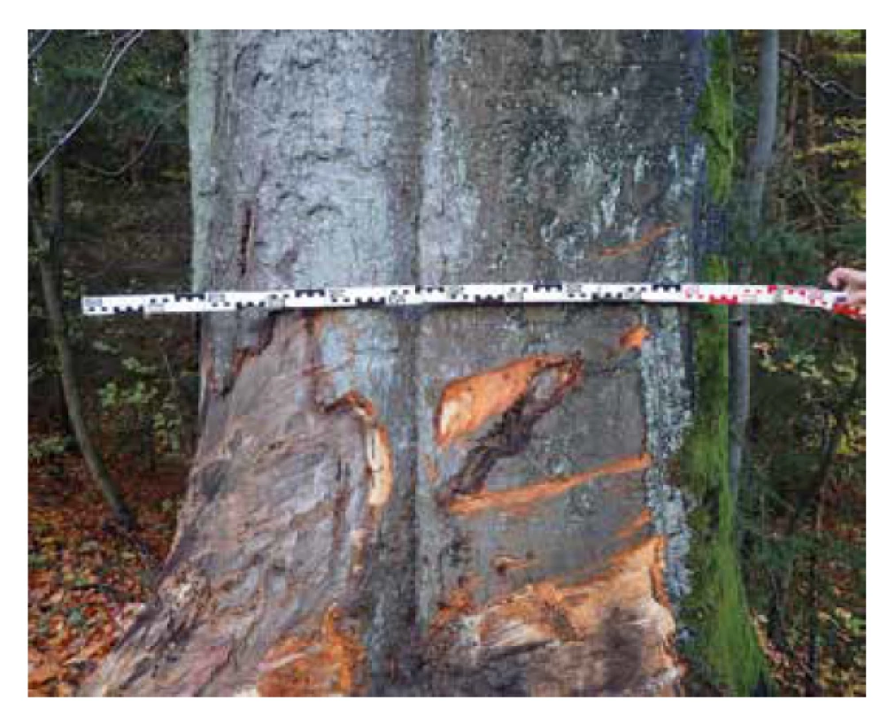 Stopy po kontaktu s vozidlem č. 2 zanechané na stromě.<br>
Fig. 6. Marks left on a tree after contact with vehicle no. 2.