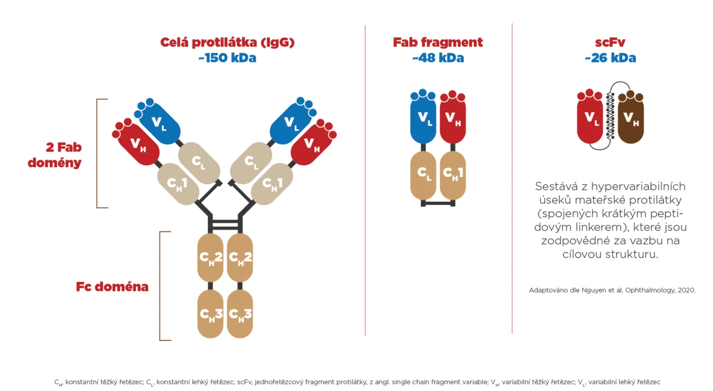 Schématické srovnání molekulární struktury jednořetězcového fragmentu humanizované monoklonální protilátky s celou protilátkou IgG a jejím fragmentem (ranibizumab). Překresleno z Nguyen et al. [30]