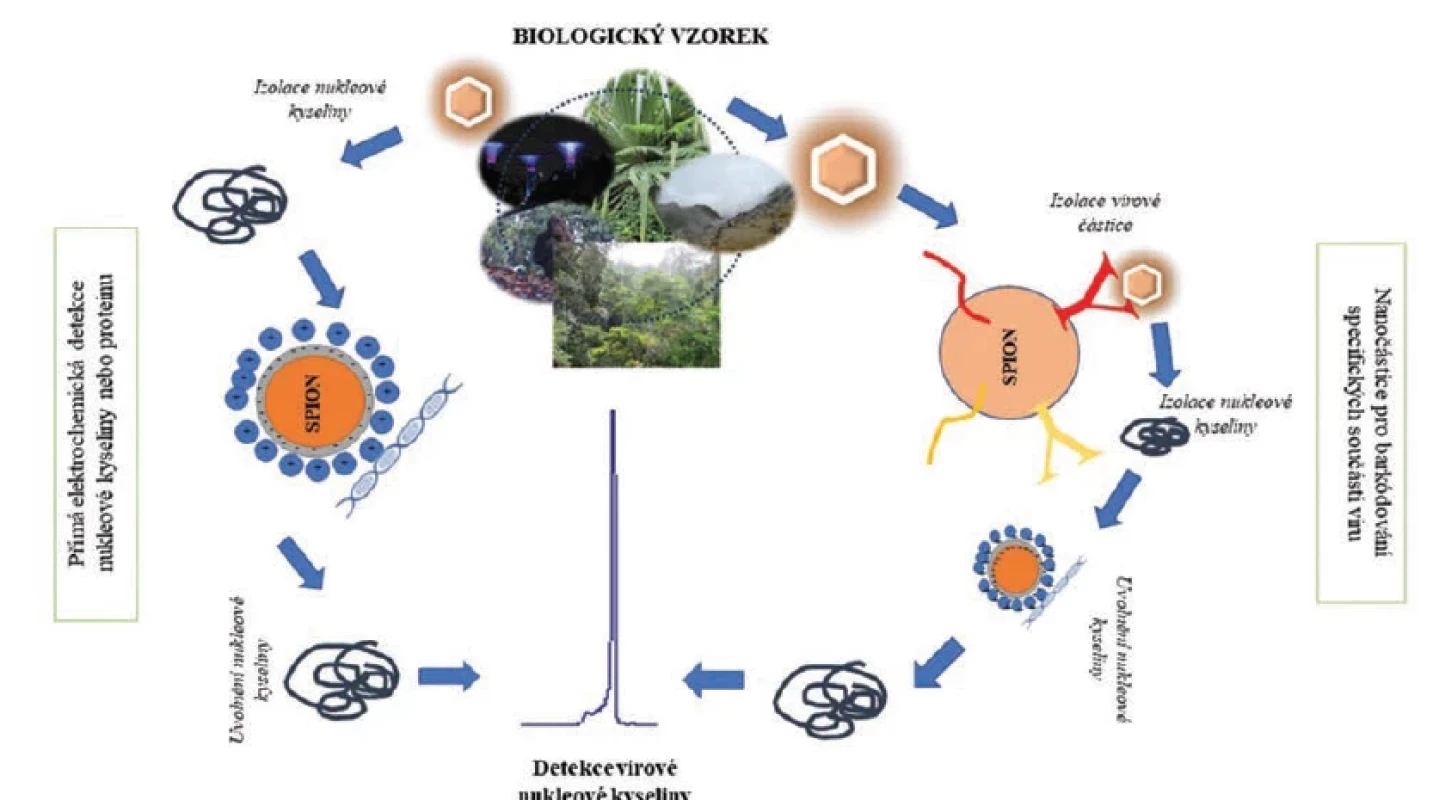 Využití magnetických nanočástic pro identifikaci virového patogenu. Virová nukleová kyselina je za využití SPION (superparamagnetické
nanočástice oxidů železa) s kladným nábojem zachycena z roztoku. V případě, že je zachycen celý virion (SPION částice
lze modifikovat protilátkou k povrchovým strukturám viru), následuje uvolnění nukleové kyseliny. Nukleová kyselina může být
detekována přímo (bez specifické amplifikace) nebo je dále amplifikována pomocí PCR. SPION mohou být využity jako polyfunkční
struktury, tedy na povrchu je možné rozpoznat jak nukleovou kyselinu, tak přítomnost povrchových antigenů. Biobarkódování tak
zvyšuje senzitivitu a selektivitu rozpoznání přítomnosti hledaného viru (28).