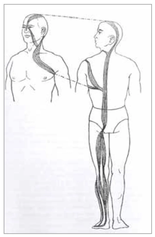 Šľachovo-svalová dráha
močového mechúra<br>
Fig. 13. Tendon-muscle path of the
bladder