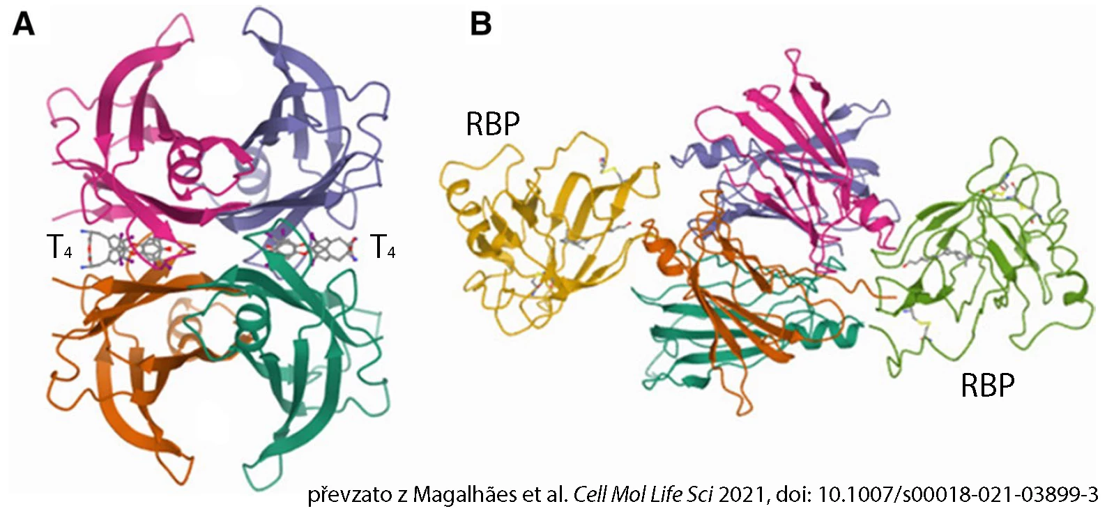 amyloidoza transryterin