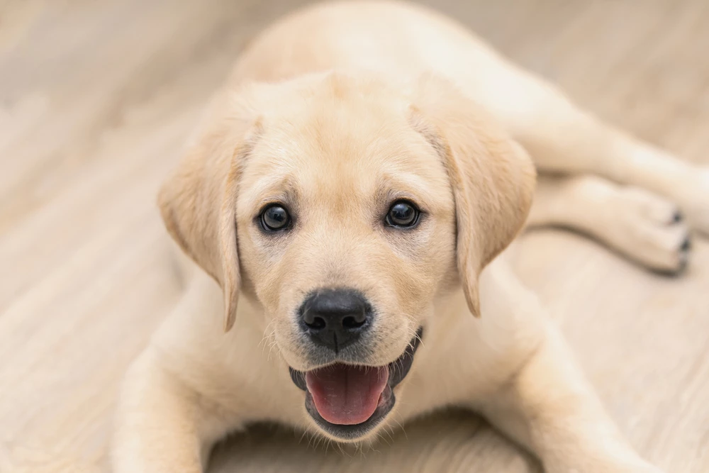 Nižší věk v době kastrace přispívá u labradorů k vyššímu riziku ruptury předního zkříženého vazu – a nejen to...