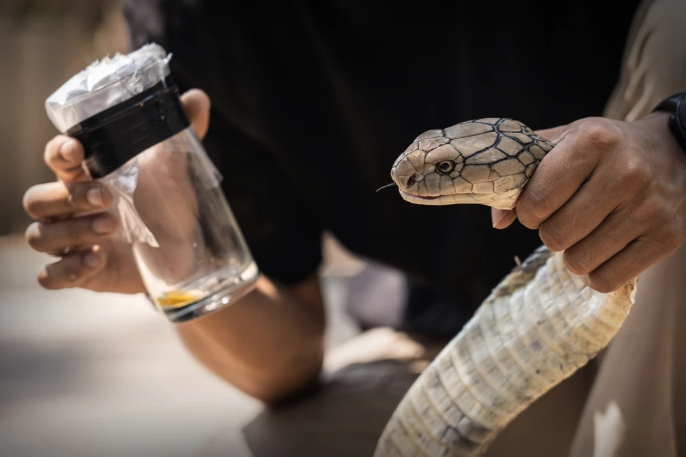 AI hledá nová antibiotika ve zvířecích jedech