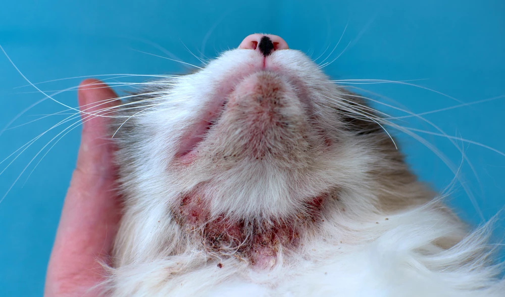 Kožní atopický syndrom koček (FASS) − diagnostika a léčba environmentálně podmíněné formy