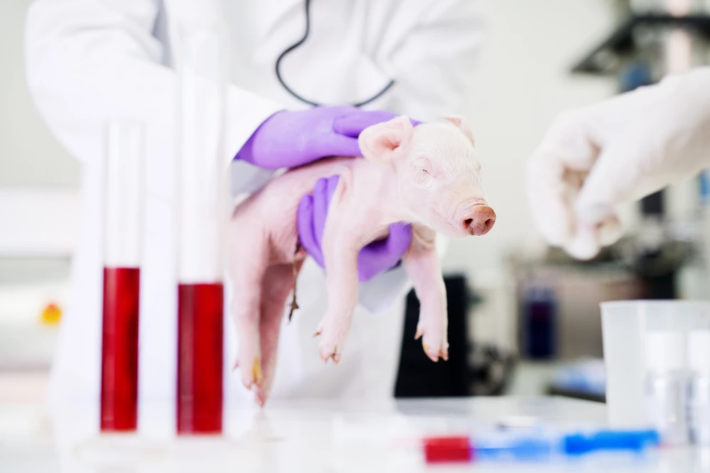 Prasečí plíce, mRNA vakcíny proti HIV, vypínač jídla a pivaři pod drobnohledem – „jednohubky“ z výzkumu 2025/29