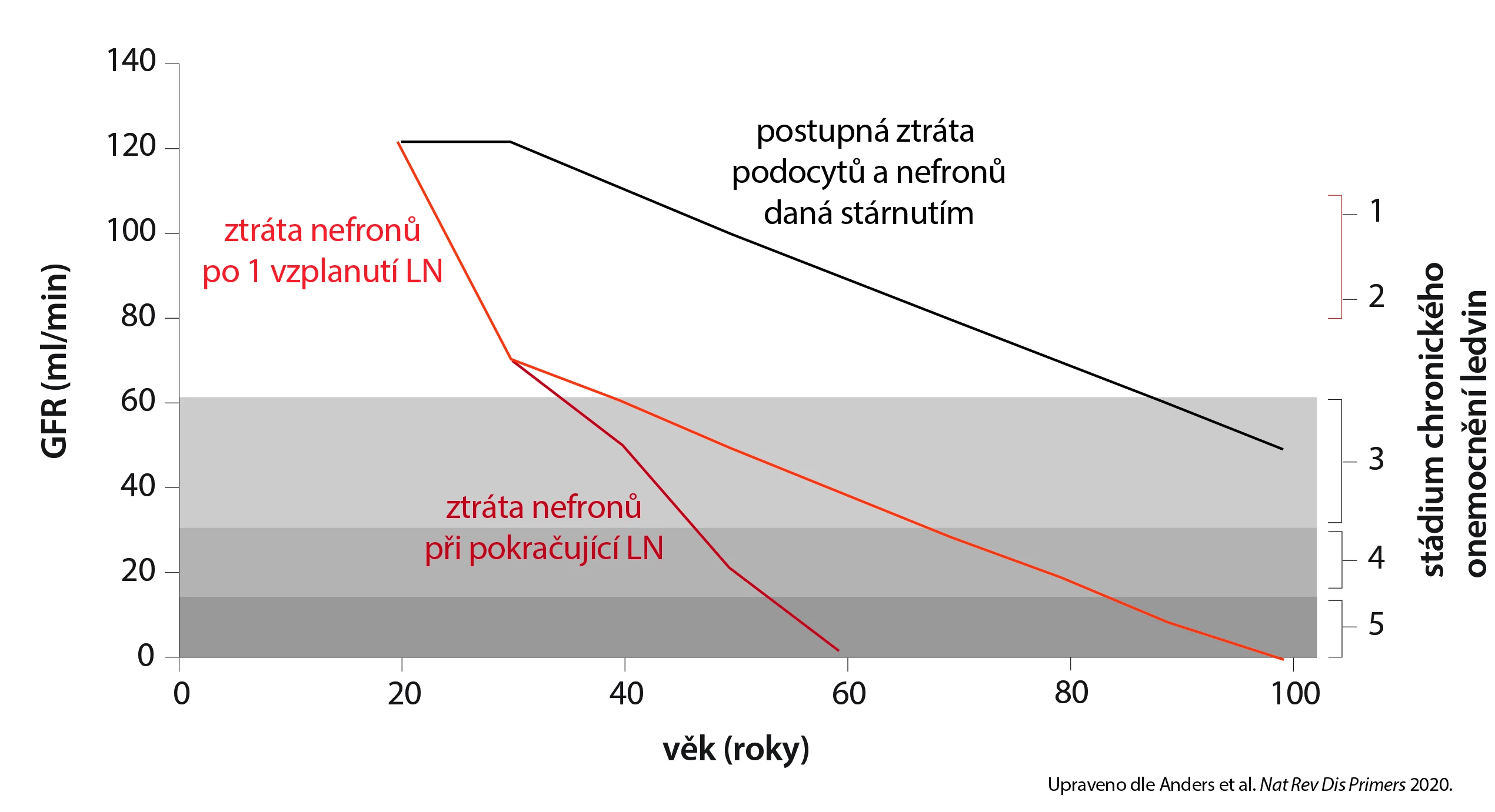 Ztráta nefronů