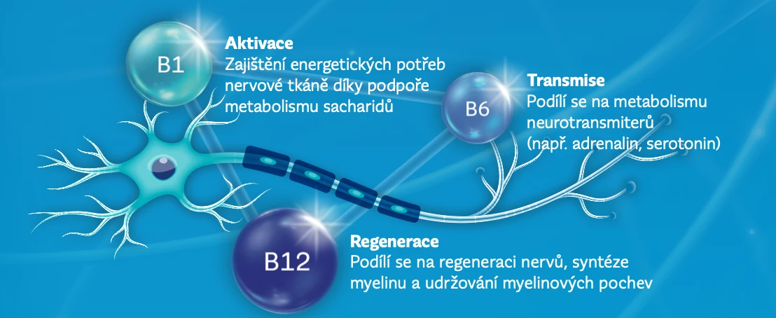 Neurobion Vitaminy B1, B6 a B12 a jejich role v metabolismu, regeneraci a udržování nervů