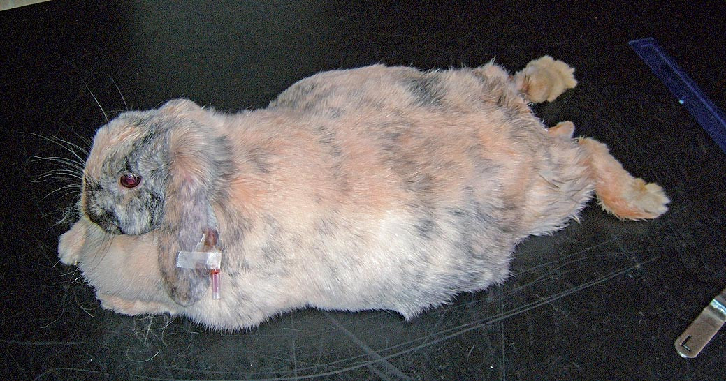 Obézní králík