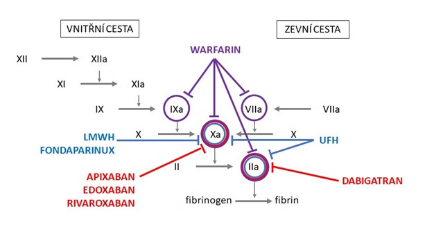 Cíle působení antikoagulancií v koagulační kaskádě